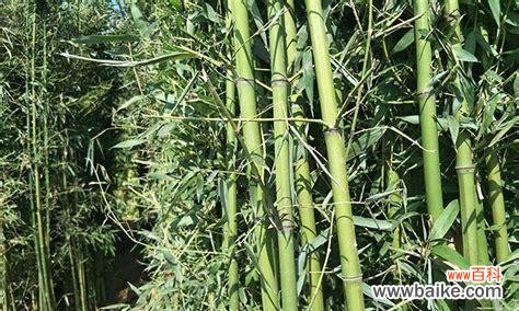 世界上最具魅力的“绿色之王”—竹子 竹子的象征意义及其传承与发展