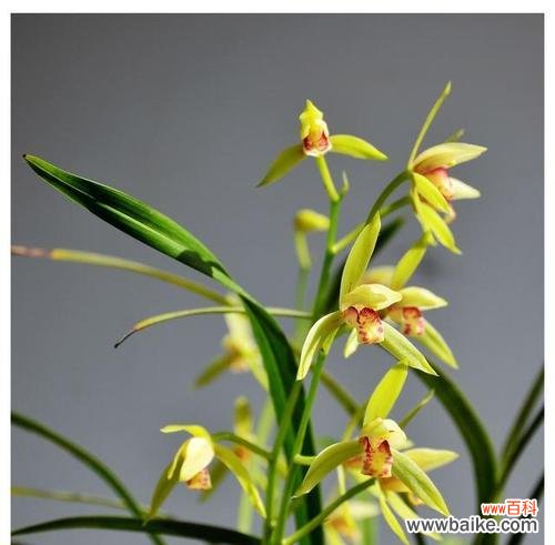 世界上最具魅力的“绿色之王”—竹子 竹子的象征意义及其传承与发展