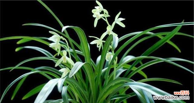 打破枷锁的坚韧生命力 竹子——卓越品质与精神象征