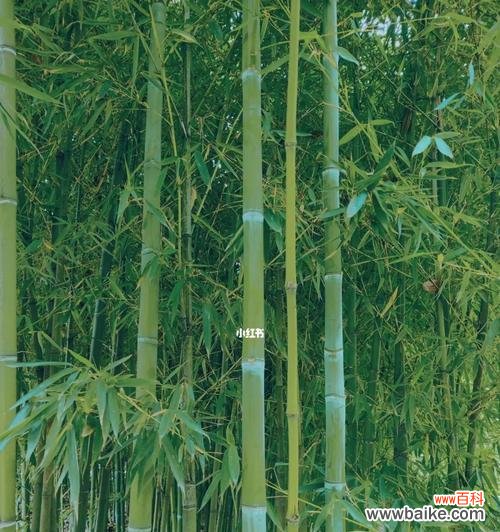 打破枷锁的坚韧生命力 竹子——卓越品质与精神象征