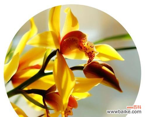 打破枷锁的坚韧生命力 竹子——卓越品质与精神象征