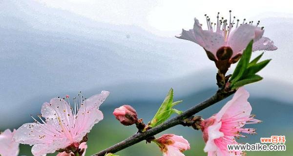 竹夹桃花的花语及象征意义解读，展现爱情中的坚持与等待 竹夹桃花的花语