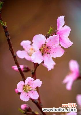 竹夹桃花的花语及象征意义解读，展现爱情中的坚持与等待 竹夹桃花的花语