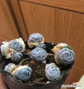 花开心意，芬芳永恒 以子持莲华，传递爱与美