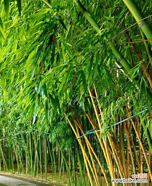 探寻竹子寓意的美丽力量 竹子的寓意及意义