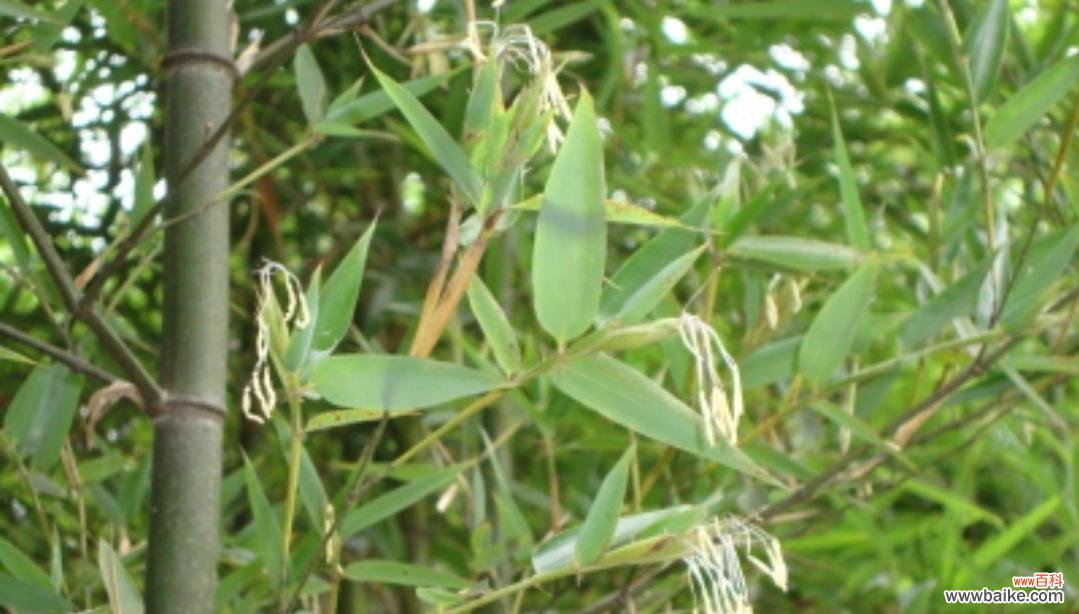 探寻竹子寓意的美丽力量 竹子的寓意及意义