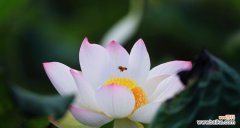 探索竹子的象征意义和传递的花语 竹子的意义与花语