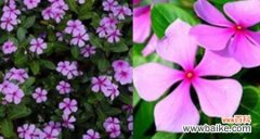 探寻长春花的象征与价值 《长春花花语的意义及传承》