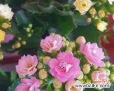 揭示长寿花背后的深刻意义 长寿花的花语与寓意