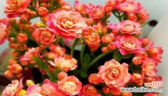 传承百年的吉祥之花 长寿花的寓意与象征风水解读