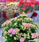 花开富贵、福寿绵长 长寿花花语