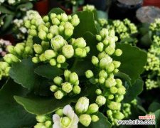 揭秘长寿花切花的奥秘 长寿花切花的种植与保养技巧