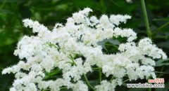 唤醒内心的力量 珍珠梅花