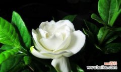 栀子花的花语及其文化内涵 栀子花——花开寓意，美丽如梦