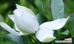 探究栀子花的文化内涵及传统象征 栀子花的寓意和象征意义