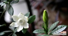 以栀子花为媒介 栀子花的寓意与适合送给的对象