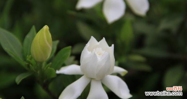 解读栀子花的花语与象征意义 栀子花的真正花语是什么