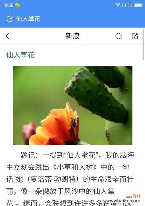 仙人掌有哪些花语和品种?