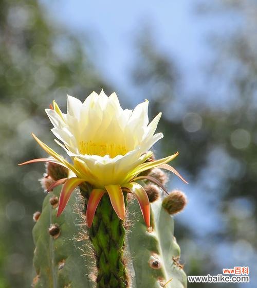 仙人掌有哪些花语和品种?