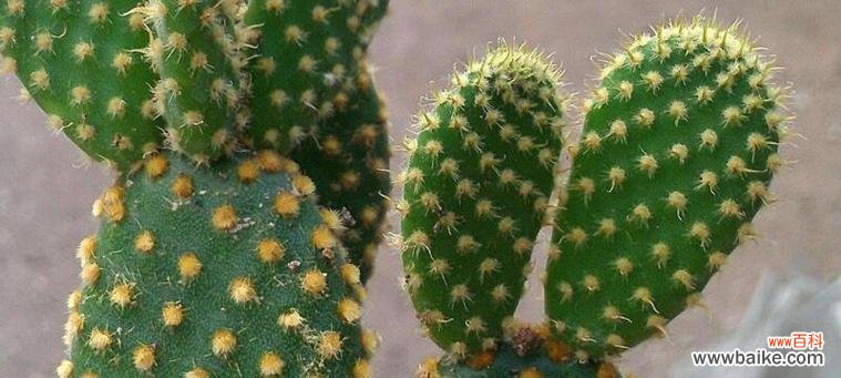 仙人掌有哪些花语和品种?