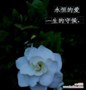 栀子花的花语是什么？栀子花象征着什么情感？
