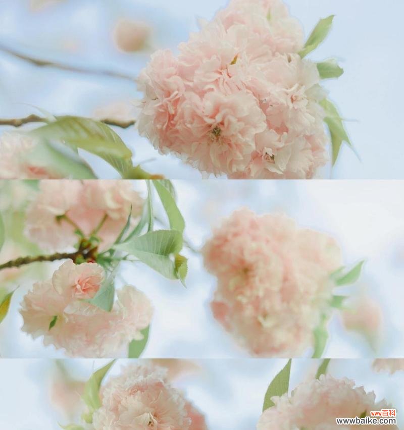 花语中转身即逝的爱是什么意思?它代表了什么?