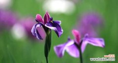 风雅的花语有哪些？