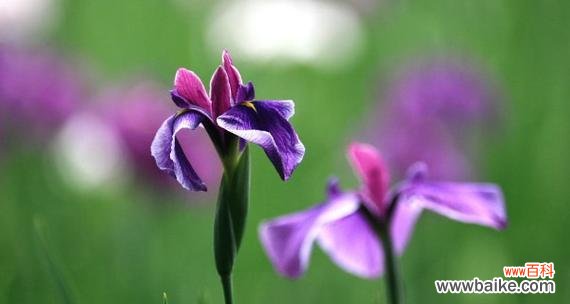 风雅的花语有哪些？