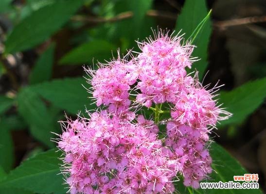 认识你很开心的花语是哪种花？花语中如何表达开心认识你？