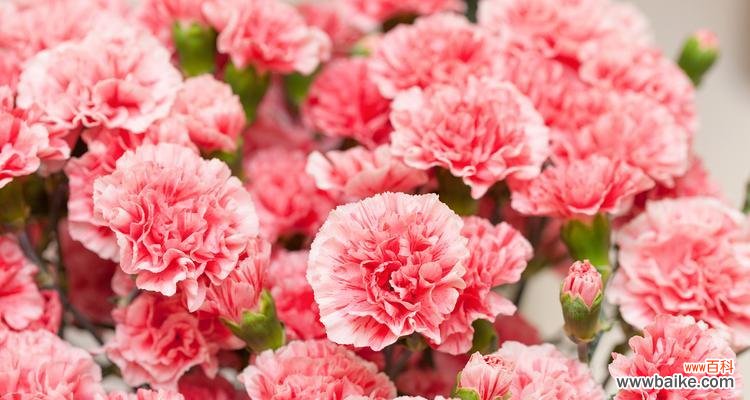 花语隐藏的爱代表什么花？如何表达隐藏的爱意？