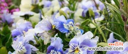 野生花语的含义具体指什么？