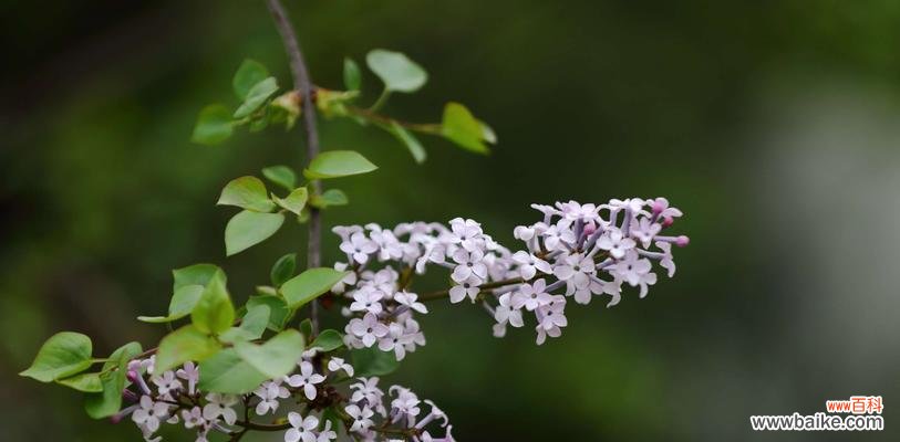 探寻紫丁香的深意，传递爱与希望 紫丁香花语与寓意
