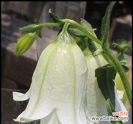 紫斑风铃草花语解析及其象征意义 紫斑风铃草