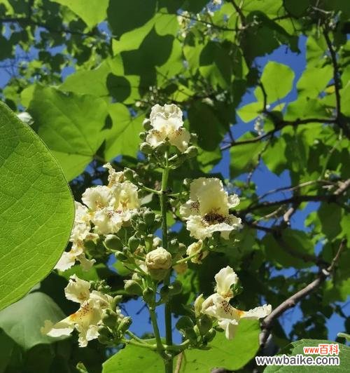 探究梓树的深刻象征和精神内涵 梓树的象征与寓意