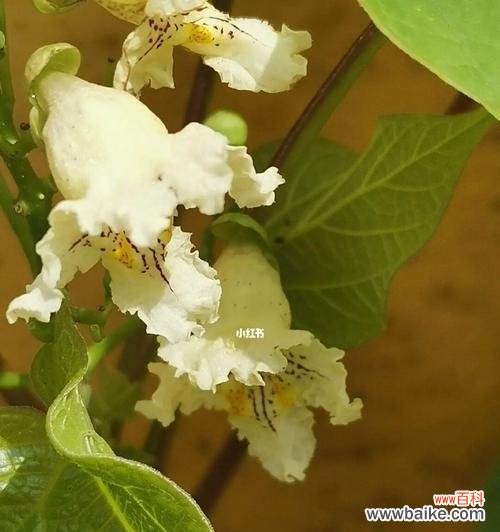 探究梓树的深刻象征和精神内涵 梓树的象征与寓意