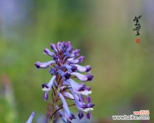 揭秘紫堇背后的神秘传说，探寻其花语的含义 紫堇的花语与传说