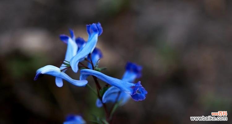 揭秘紫堇背后的神秘传说，探寻其花语的含义 紫堇的花语与传说