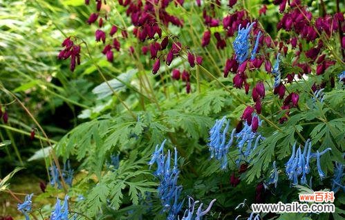 揭秘紫堇背后的神秘传说，探寻其花语的含义 紫堇的花语与传说