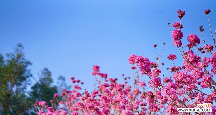 探索紫花风铃木的美丽内涵 紫花风铃木的花语与意义