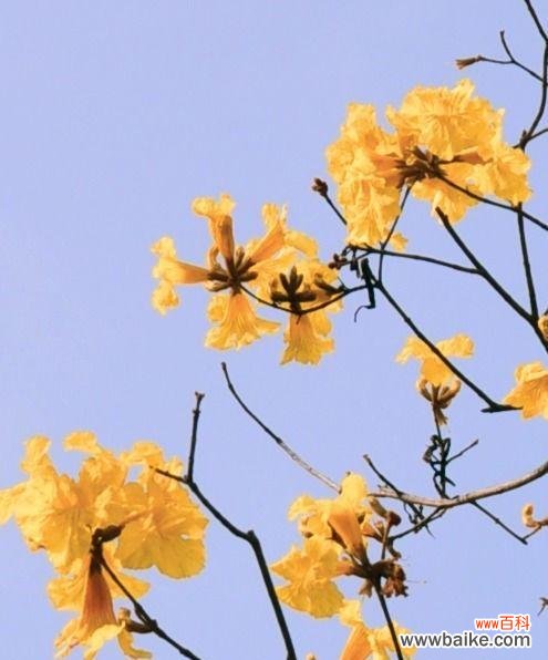 探索紫花风铃木的美丽内涵 紫花风铃木的花语与意义