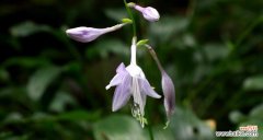 揭秘紫萼花的寓意与象征，探索其在人们生活中的文化意义 紫萼的花语与文化背景