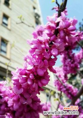 揭秘紫堇花所传达的深刻情感 紫堇花的花语之美