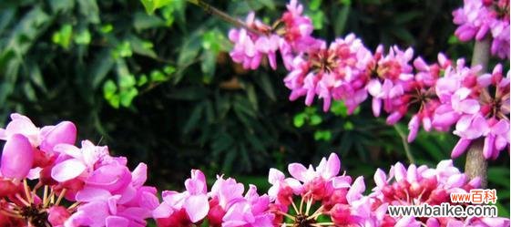 揭秘紫堇花所传达的深刻情感 紫堇花的花语之美