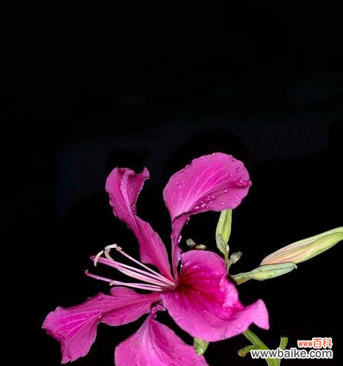 揭秘紫堇花所传达的深刻情感 紫堇花的花语之美