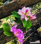 探寻紫荆花花语背后的故事，了解其传承与传说 紫荆花传说