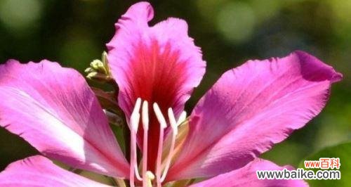 探寻紫荆花花语背后的故事，了解其传承与传说 紫荆花传说