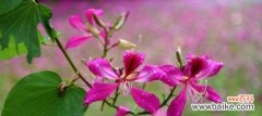 探寻宫粉紫荆花的花语之谜 宫粉紫荆花