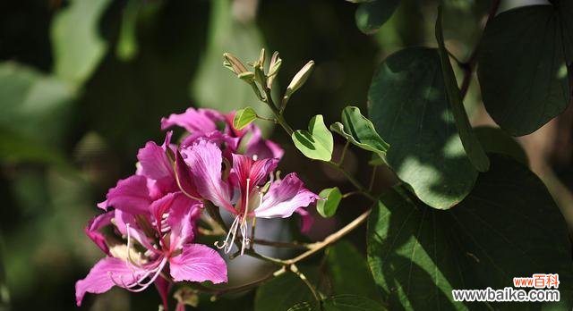 解读紫荆花的丰富内涵与象征意义 紫荆花的花语与寓意