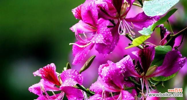 解读紫荆花的丰富内涵与象征意义 紫荆花的花语与寓意