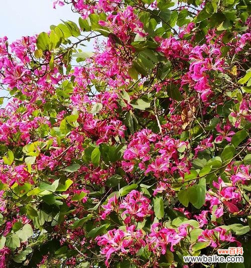 解读紫荆花的丰富内涵与象征意义 紫荆花的花语与寓意